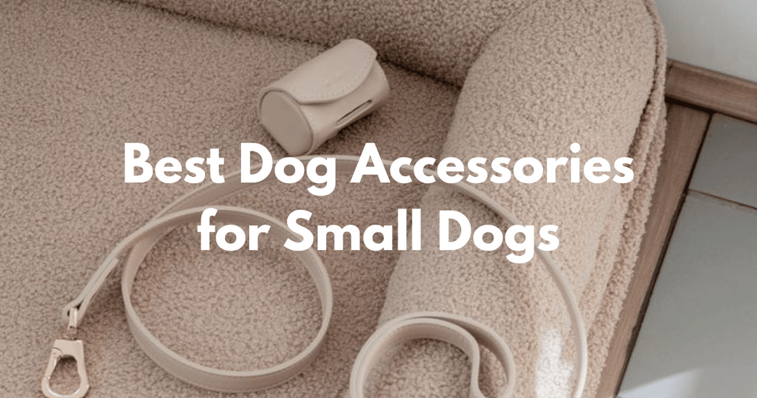 Best Dog Accessories for Small Dogs