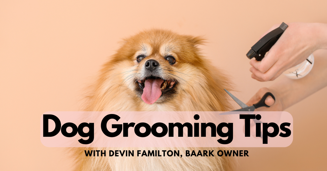 Dog Grooming Tips with Melbourne Groomer