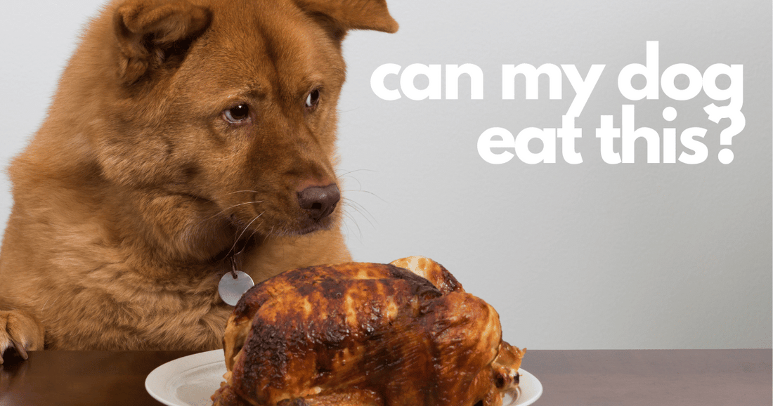 What Human Foods Can My Dog Eat
