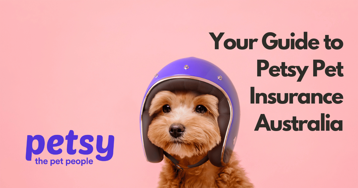 Australia’s Top Pet Insurance for Your Dog 2024 ST ARGO