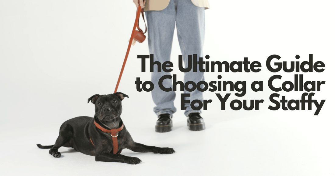 Best Dog Collar for a Staffy