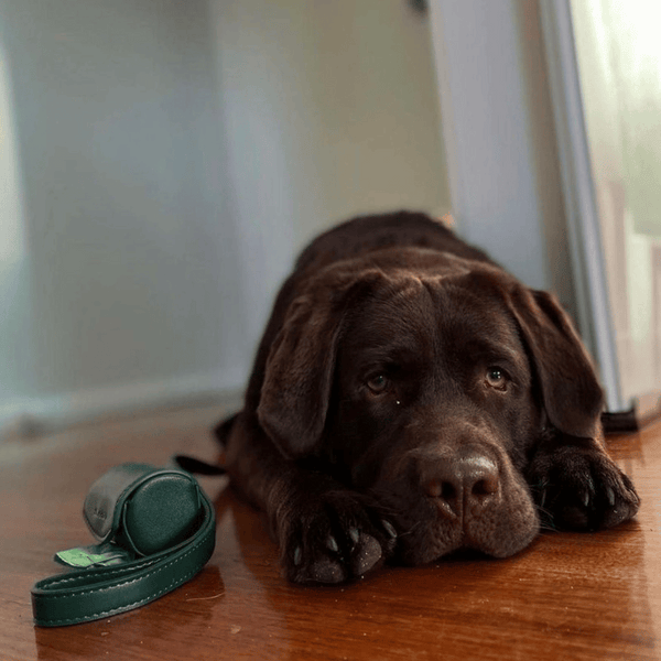 POOP BAG HOLDER - Bottle Green