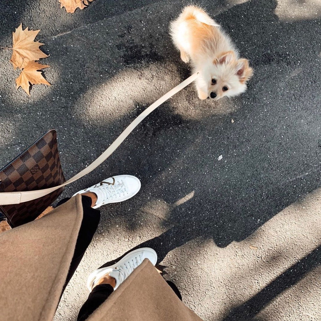 Pomeranian wearing Taupe dog lead with louis vuitton bag