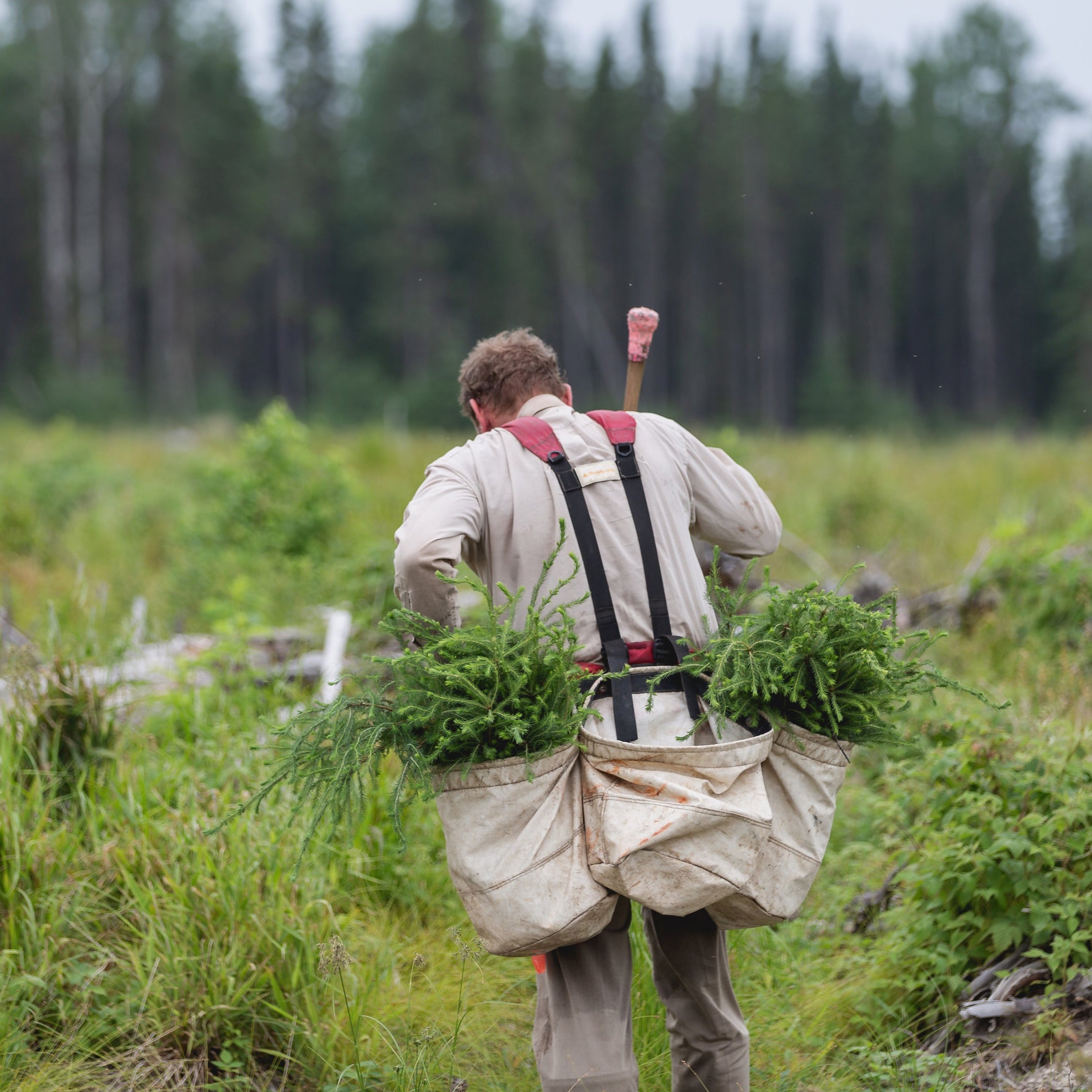 Man Planting Trees