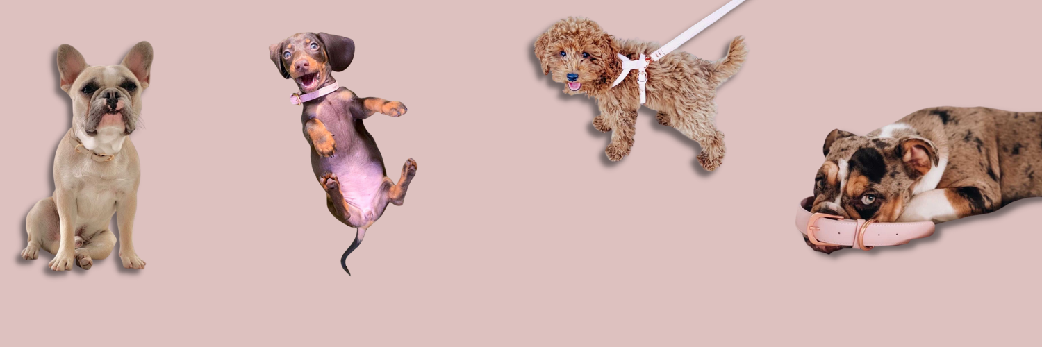 ST ARGO Dogs Marketing Banner