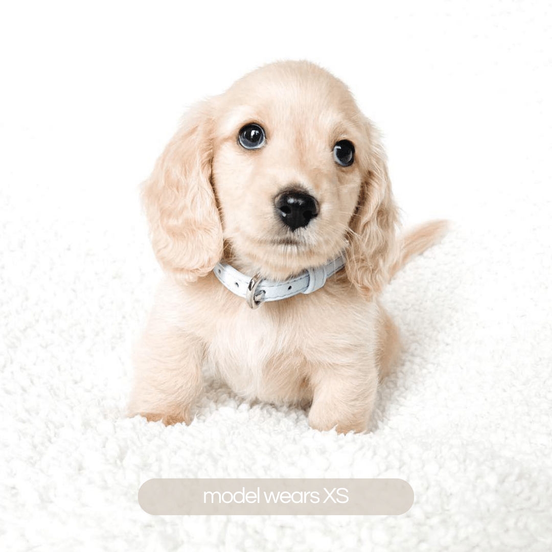 dachshund puppy wears the blue collar