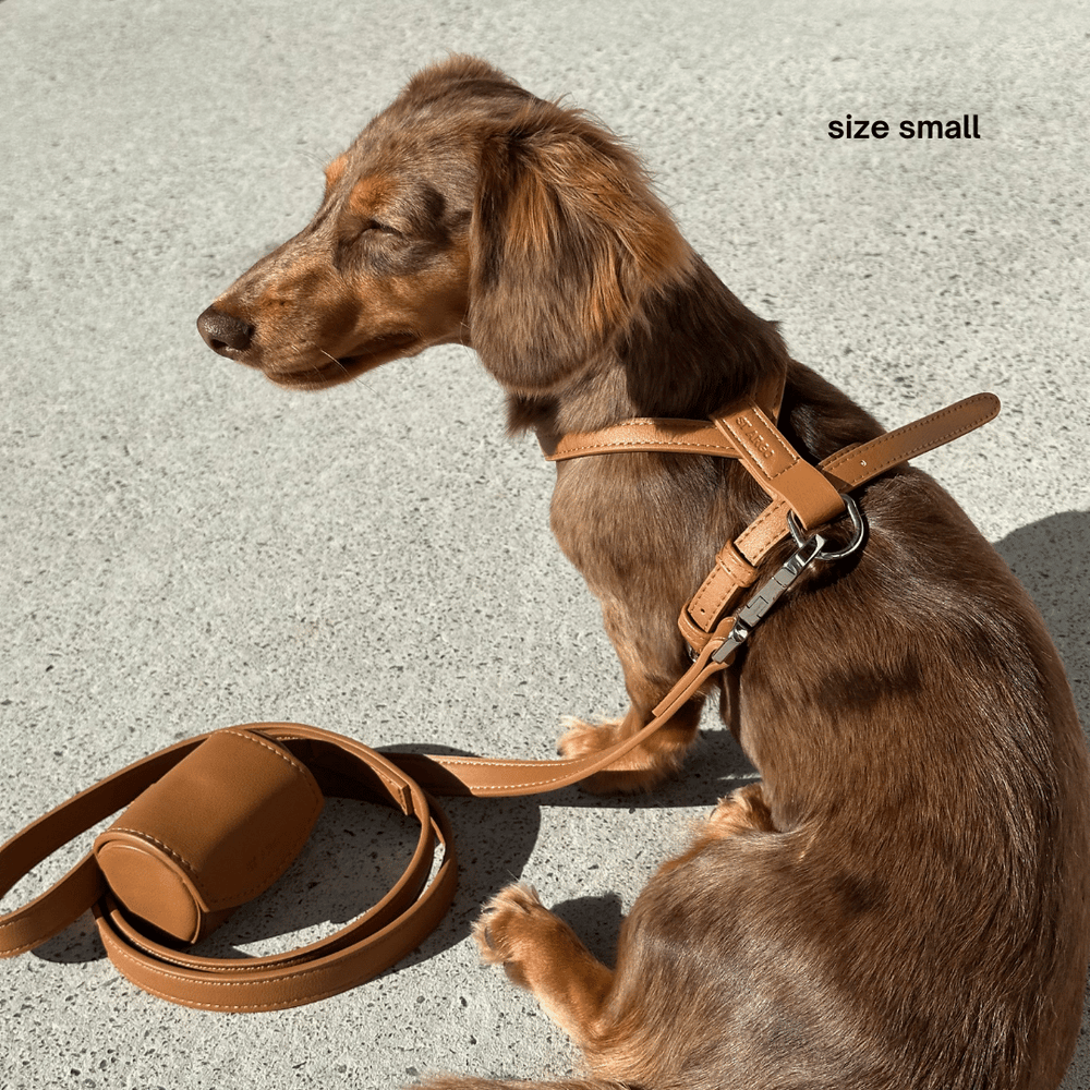 The ST ARGO Harness Walk set in Brown