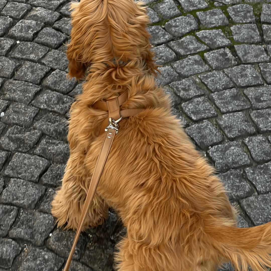 cocker spaniel wears the brown leash