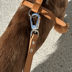 the leash in brown