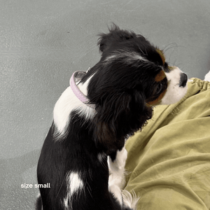Cavalier king charles puppy in size small lilac