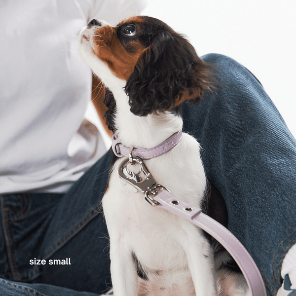 Cavalier in the size small lilac collar and lilac lead