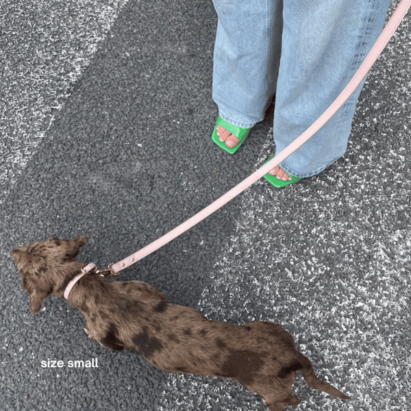 dachshund in pale pink collar and lead