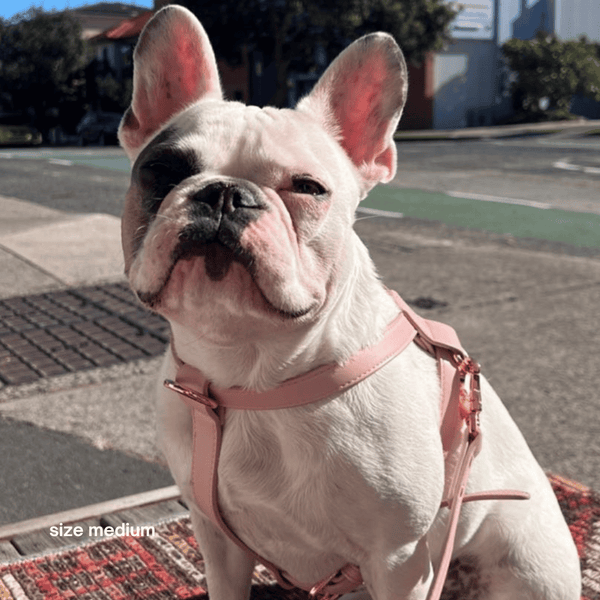 frenchie in the medium pale pink