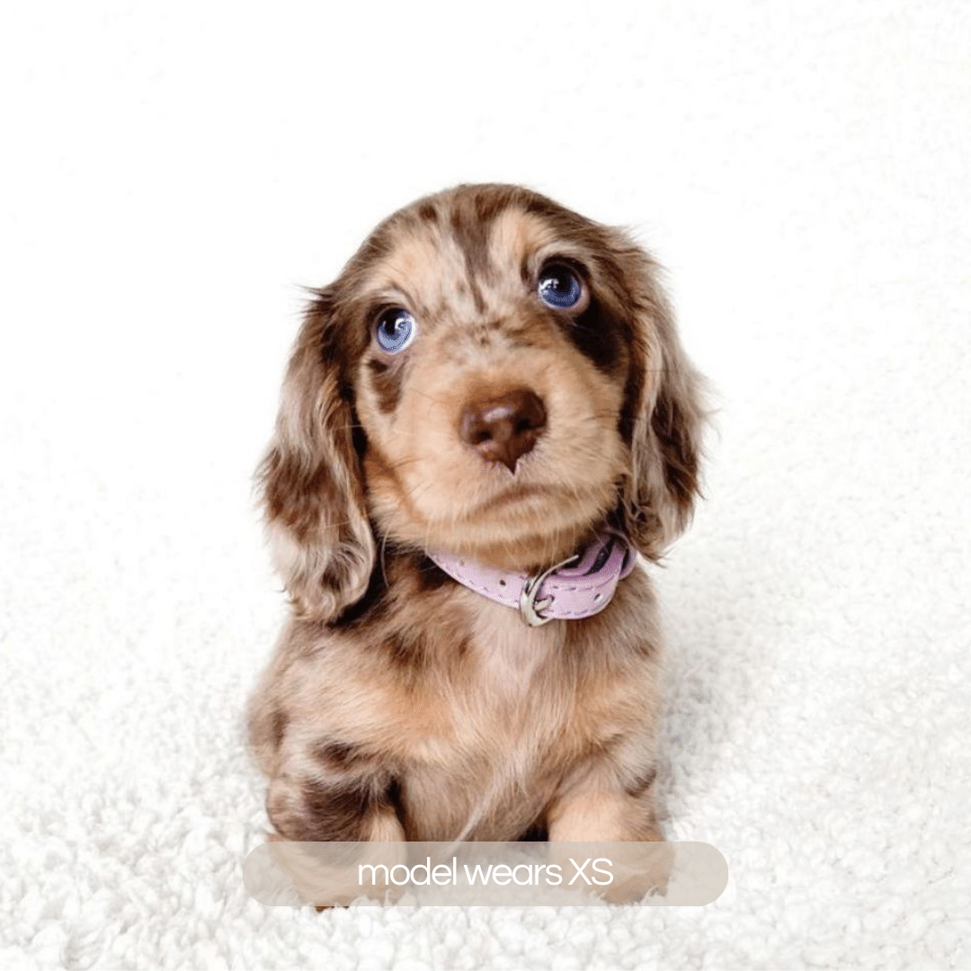 dachshund puppy wears the lilac collar