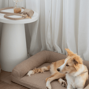 the taupe treat pouch and leash