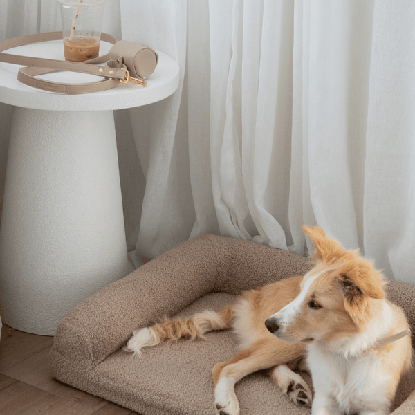 the taupe treat pouch and leash