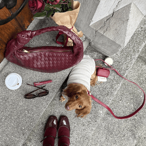 the poop bag dispenser on the ruby red leash with mini Dachshund