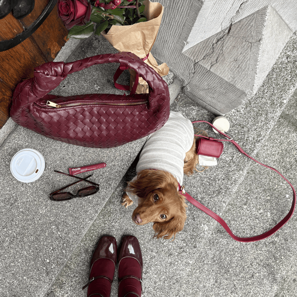 the poop bag dispenser on the ruby red leash with mini Dachshund