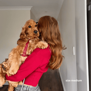 the ruby red harness in medium on a cocker spaniel adult