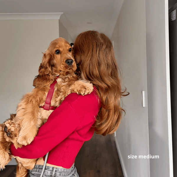 the ruby red harness in medium on a cocker spaniel adult