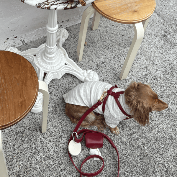 a dachshund in the ruby red set with the holder