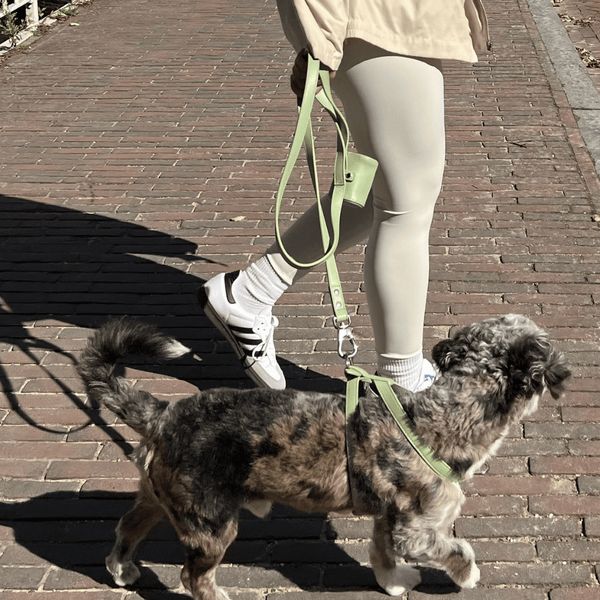 the dispenser on the leash