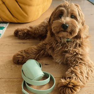 cavoodle with the sage green dispenser