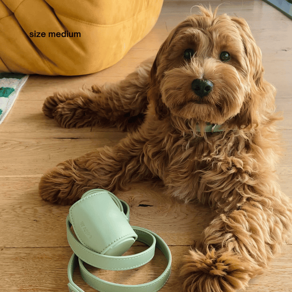 spoodle wears the size medium