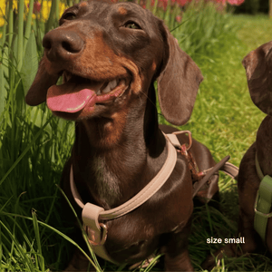 the small harness in pale pink on a brown dachshund