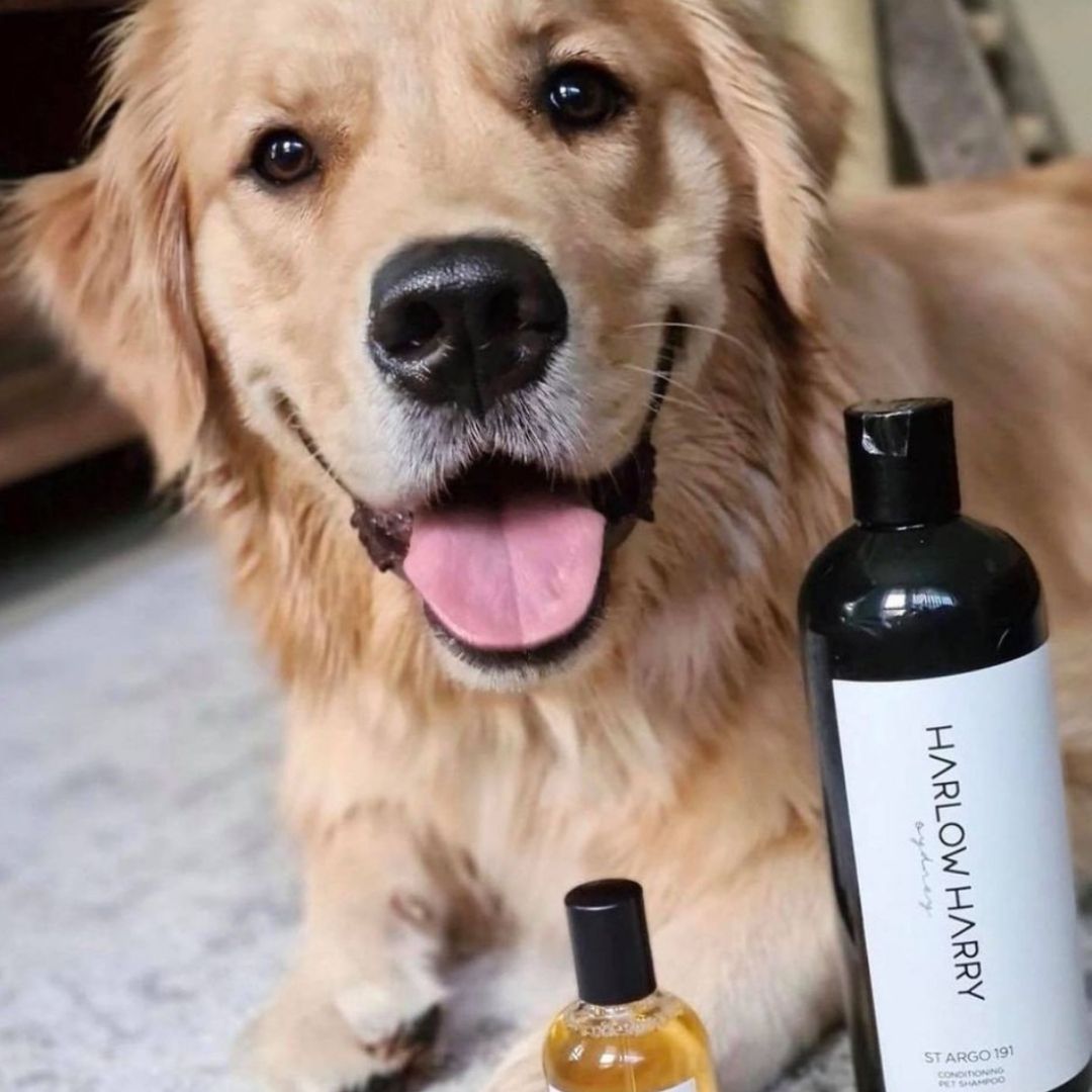 Happy golden retriever with her new Harlow Harry x ST ARGO dog wash