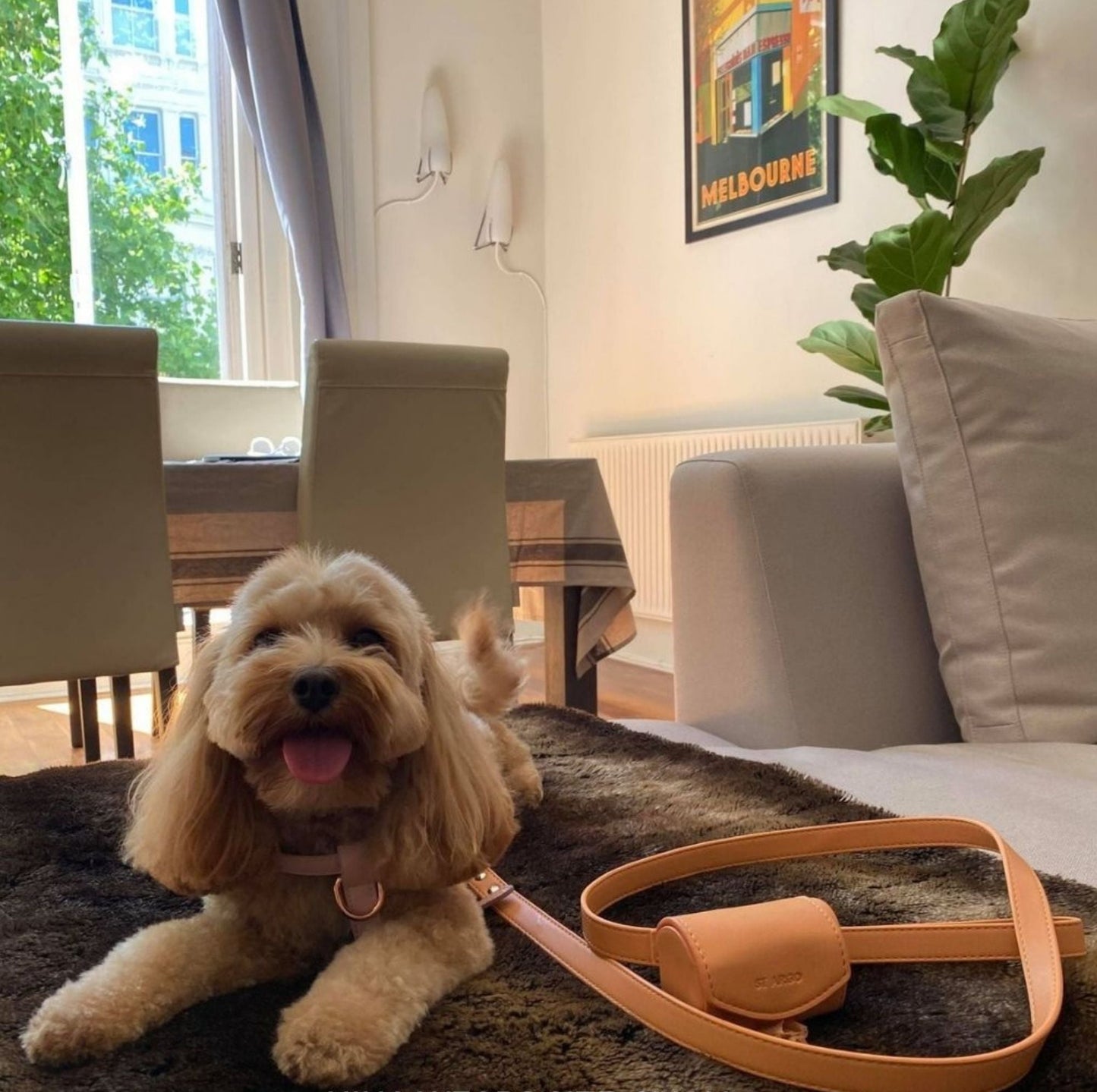 peach vegan leather designer dog lead by ST ARGO with silver hardware on toy cavoodle