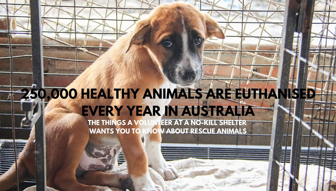 The Truth About Shelter Animals and the Pet Surrendering Crisis in Australia