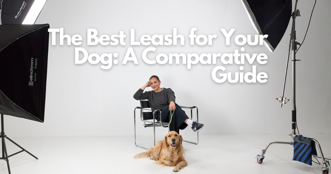 Best Dog Leash Guide