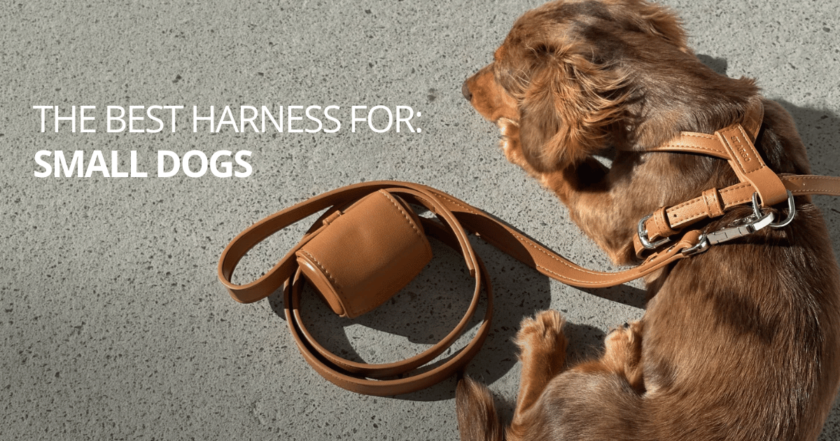 The best harness for small dogs