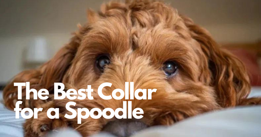 Best Dog Collar for a Spoodle