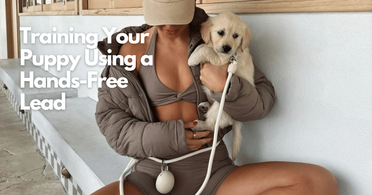 Training Your Puppy on a Hands Free Leash