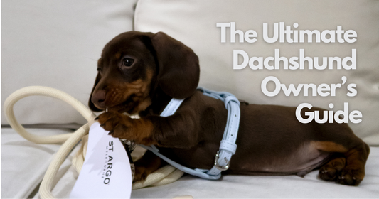 Dachshund Owner's Guide