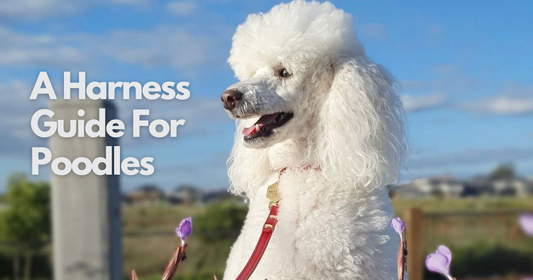 Dog Harness Guide for Poodles