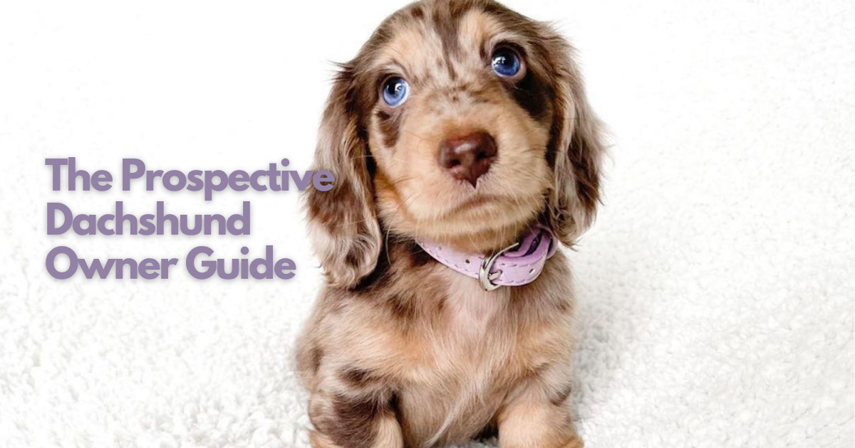 Prospective Dachshund Owner Guide