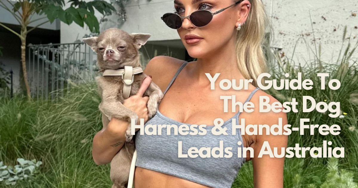 The best dog harness and leash