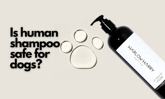 Is Human Shampoo Safe for Dogs