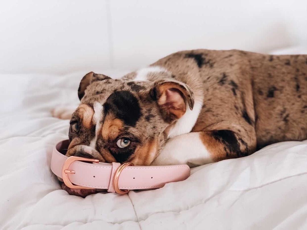 Bulldog with Pale Pink Collar