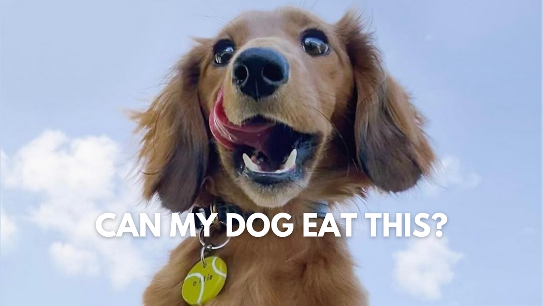 What Human Foods Can My Dog Eat
