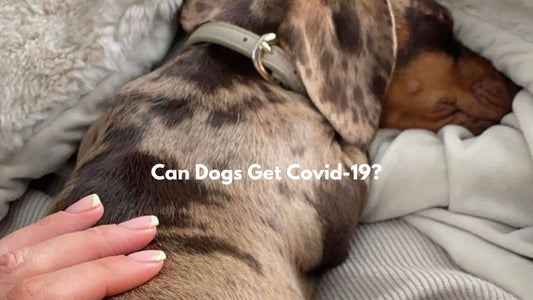 Can dogs get covid?