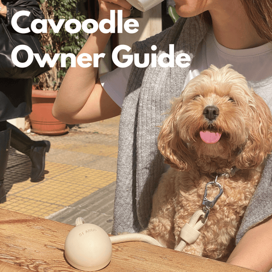 The Prospective Cavoodle Owner Guide