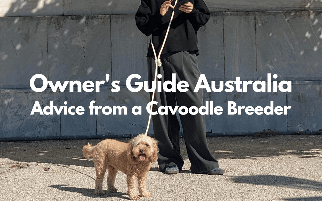 Your Cavoodle Puppy Guide