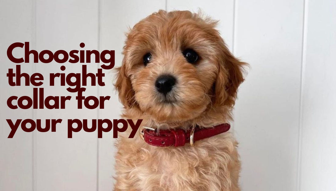 Choosing the right collar for your puppy blog post article by ST ARGO