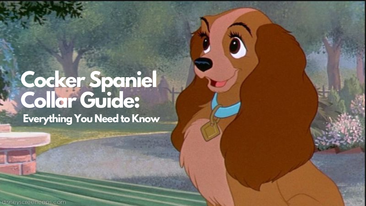 Cocker Spaniel Collar Guide