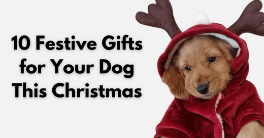 10 Festive Gifts for Your Dog this Christmas