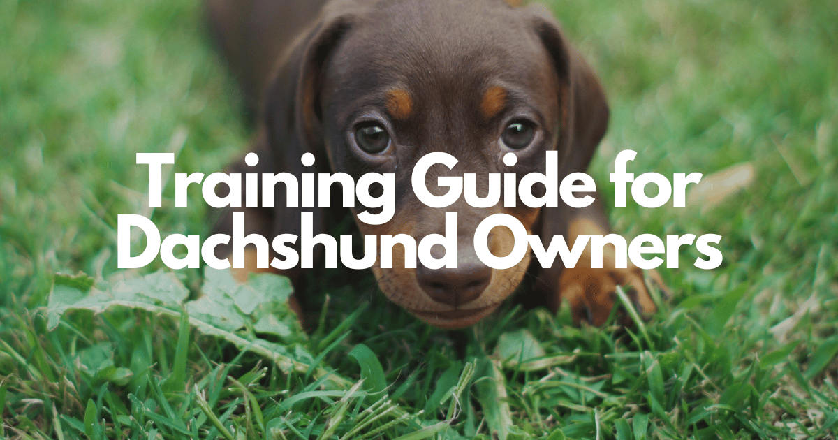 The Ultimate Training Guide for Dachshund Owners